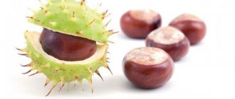 Chestnut for prostatitis and prostate adenoma