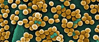 Staphylococcus colony under a microscope