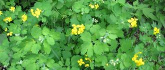 Celandine in the natural environment