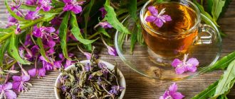 Ready-made decoction of fireweed tea