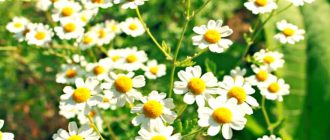 Chamomile in natural conditions